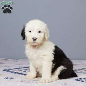 Chief, Old English Sheepdog Puppy